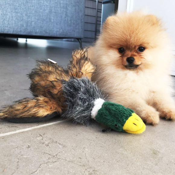 Mallard Duck Squeaky Dog Chew Toys