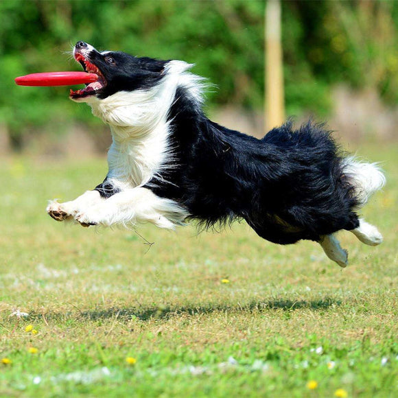 Dog Frisbee - 8.6 Inches